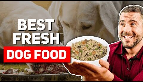 Best Fresh Dog Food Brands (2026)
