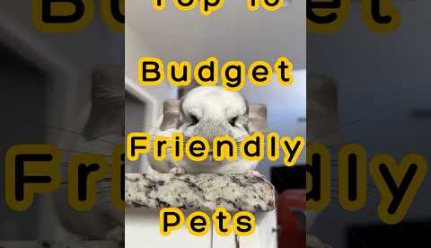 Top 10 Budget-Friendly Pets You Can Actually Afford! πΎ | Cheap & Easy Pets