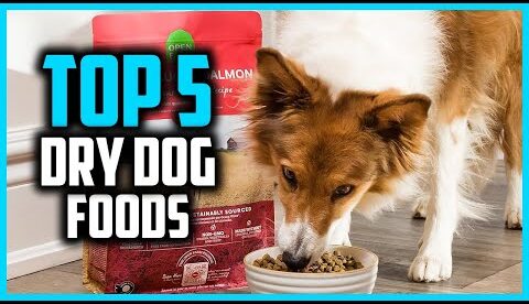 ✅ Top 5 Best Dry Dog Foods in 2025