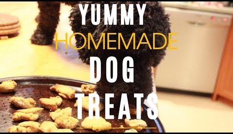 Homemade Dog Treats - Healthy and Yummy!