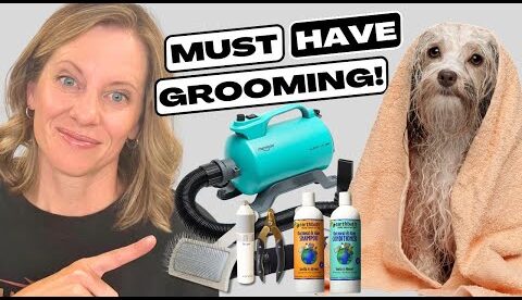 10 Essential Tools You Need to Groom Your Own Dog at Home
