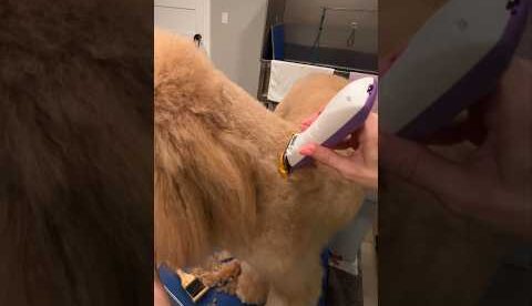 #dog Grooming for beginners just got easier! Brand new CLIPPER Joyzze Falcon