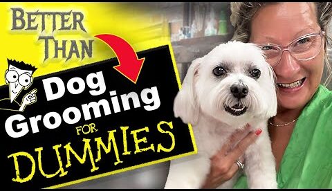 Dog Grooming Steps for Dummies
