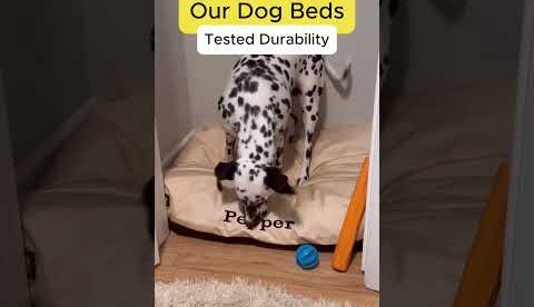 Cheap Dog Beds Don't Last And Dogs Deserve Better 🐶