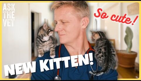New Kitten? Here Are 5 Tips Every Cat Owner Should Know | Ask the Vet with Dr. Scott Miller 🐱✨