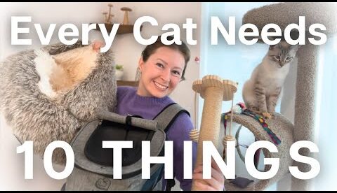 The 10 things you NEED for your cat: Shopping checklist for new cat parents