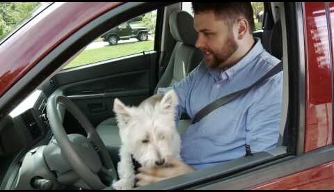 Dog Travel Safety Tips